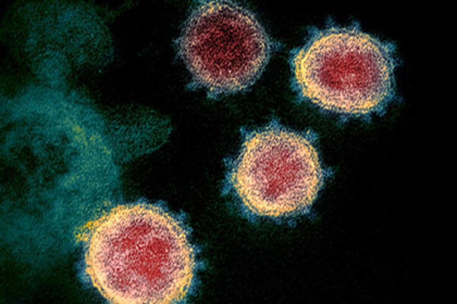 Развеян грозный миф о передаче коронавируса