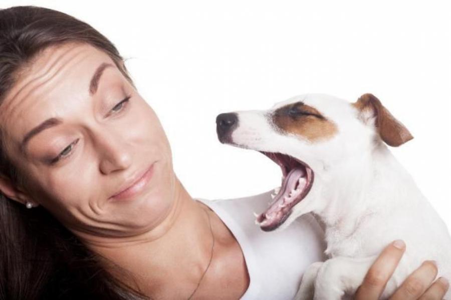 9 ветеринарных советов, о которых должны знать владельцы собак