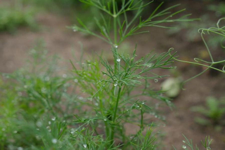 Метод искусственной росы: как поливать огород при недостатке воды