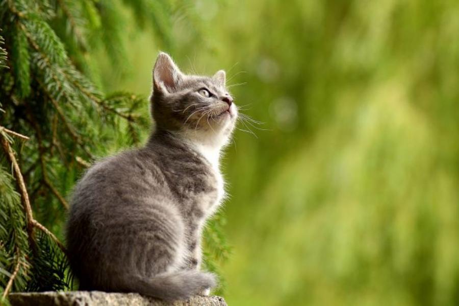 Эксперты назвали запахи, которые ненавидят кошки