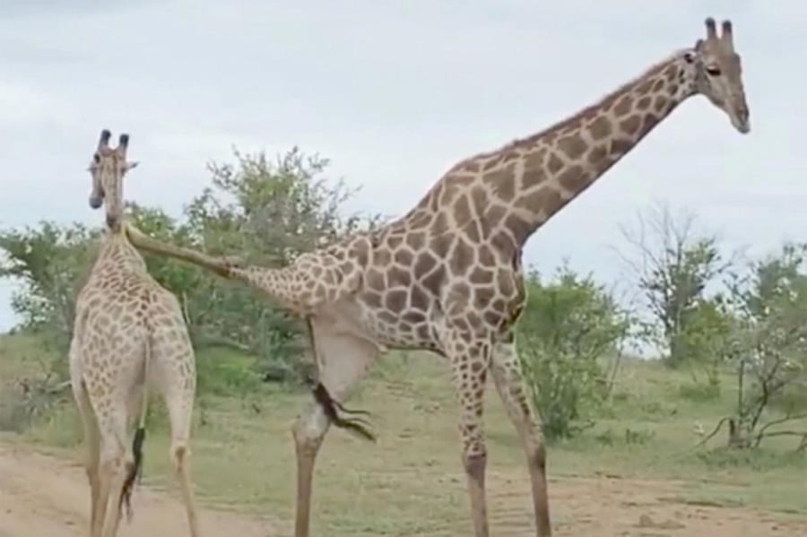 В парке Крюгера подрались два жирафа (ВИДЕО)