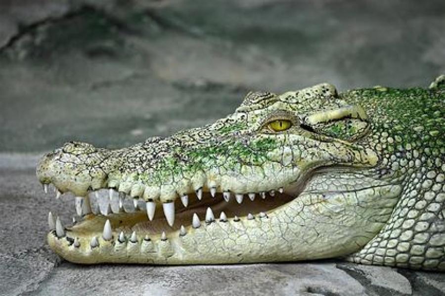 Крокодил растерзал купавшегося школьника