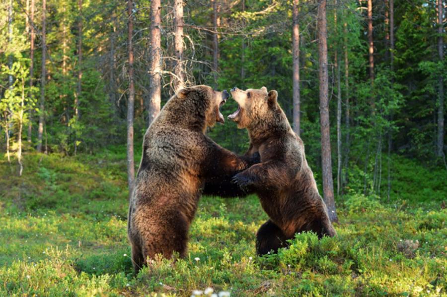 Медведи устроили драку на российско-китайской границе (ВИДЕО)