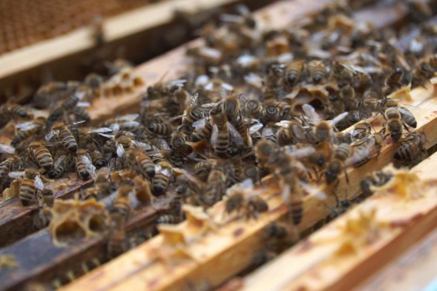 В Рижской думе сейчас работают только пчёлы (ВИДЕО)