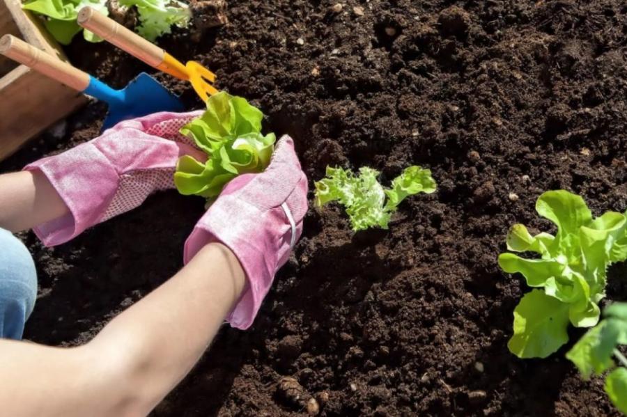 Как сохранить руки ухоженными и красивыми в период активной работы в саду
