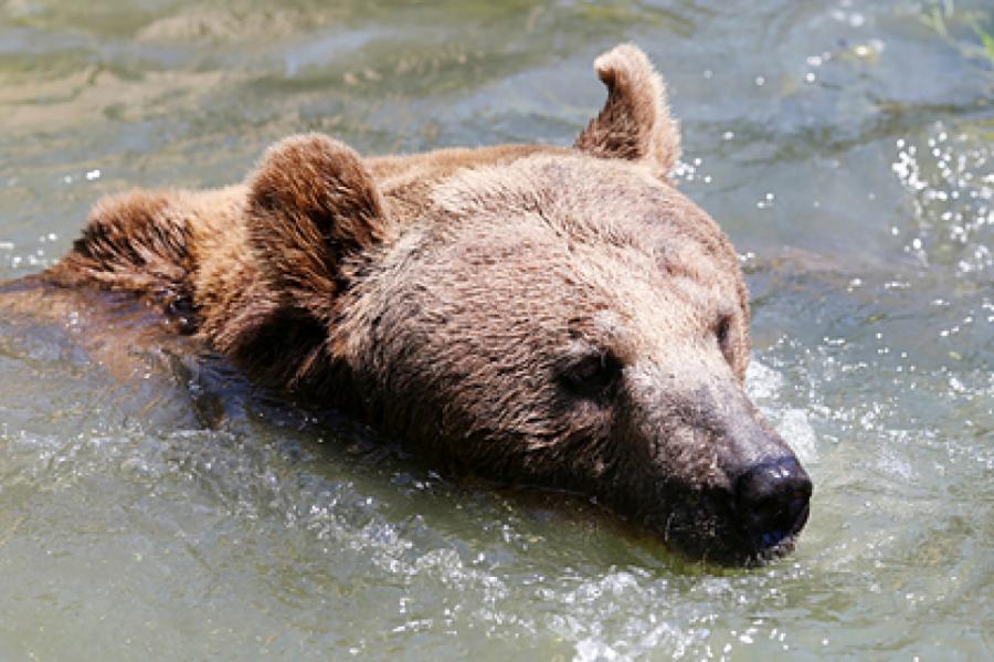 Тысячи людей вступились за приговоренного к смерти медведя