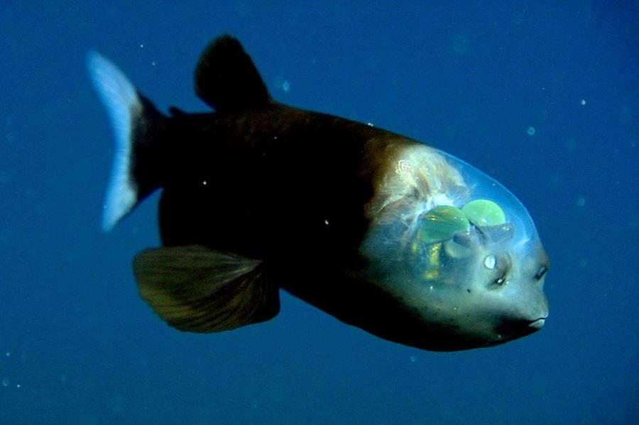 Зачем этой рыбе прозрачный лоб? (ВИДЕО)