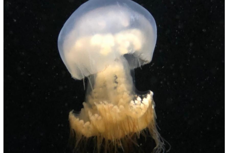 Огромная медуза способна жалить с применением 200 ядов