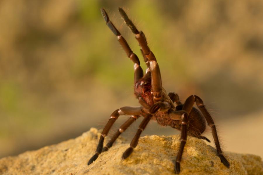 Чем грозит встреча с одним из самых больших пауков в мире?