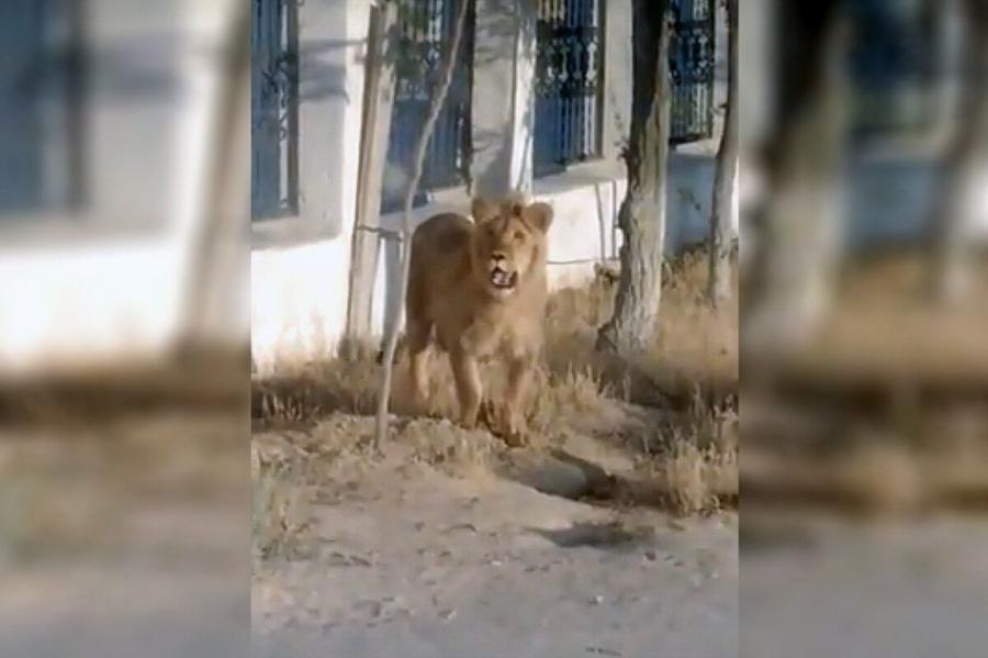 В Казахстанском поселке поймали львицу (ВИДЕО)