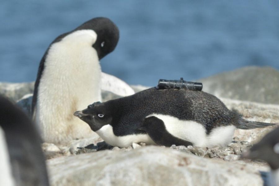 Антарктические пингвины счастливее с меньшим количеством морского льда