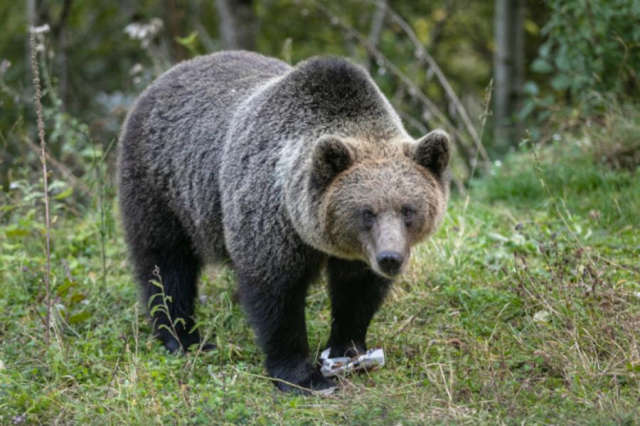 Камчатские медведи остались без любимой помойки и начали нападать
