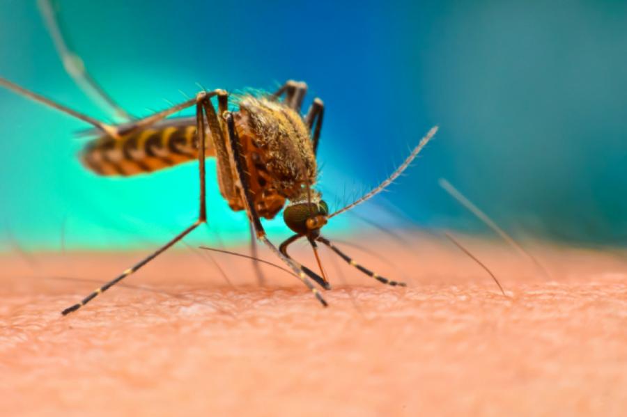 Биотехнологи планируют выпустить в дикие условия генно-модифицированных комаров