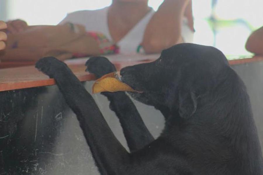 Невероятно: собака научилась платить за свою еду, наблюдая за людьми
