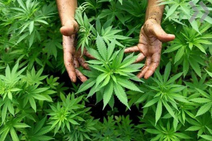 В Даугавпилсском крае обнаружена ферма по выращиванию марихуаны