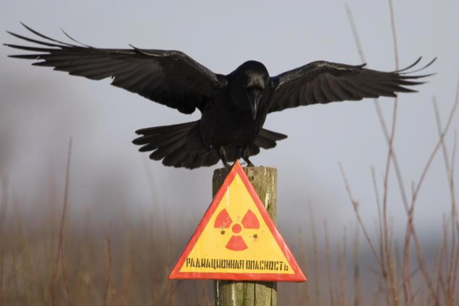 Россия ответила на обвинения в повышении радиации в Европе