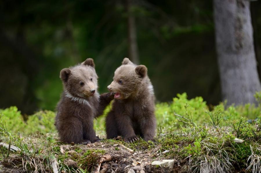 Мило, но опасно: на дороге в Айнажской волости гуляют два медвежонка (+ФОТО)