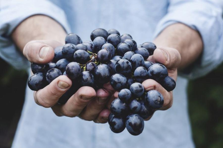 BB.lv: Как защитить виноград от ос и прочих вредителей