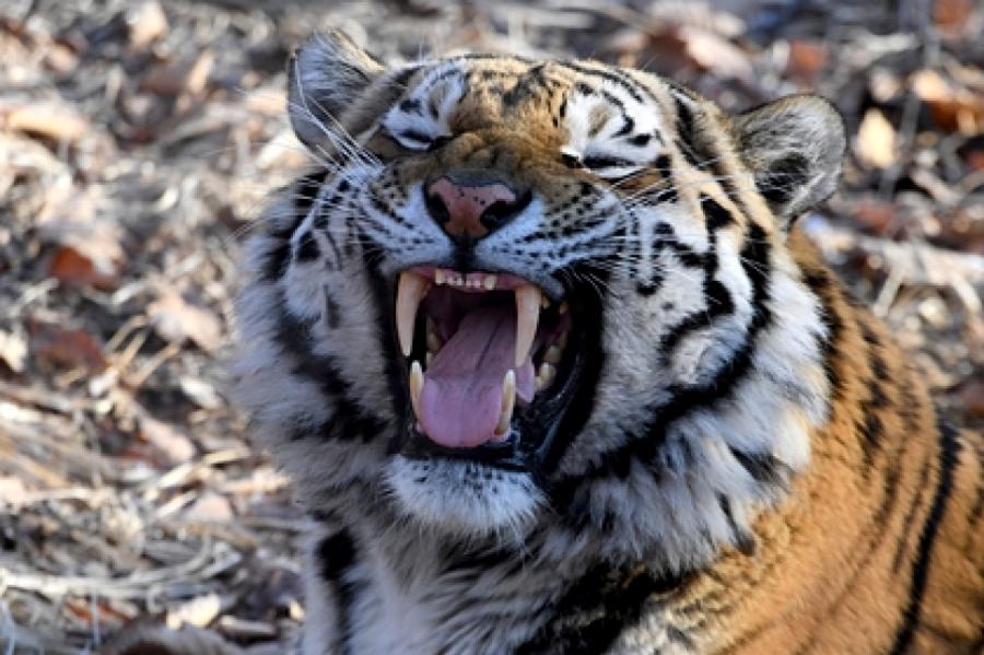 В Швейцарии тигрица растерзала сотрудницу зоопарка на глазах у посетителей