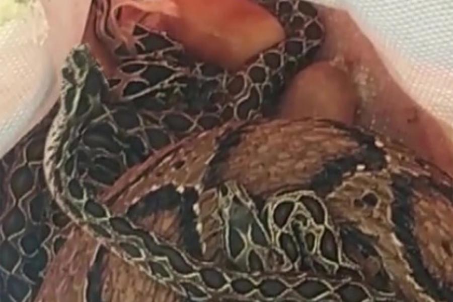 Смертоносная гадюка забралась в ванную комнату к мужчине и родила 35 змеенышей
