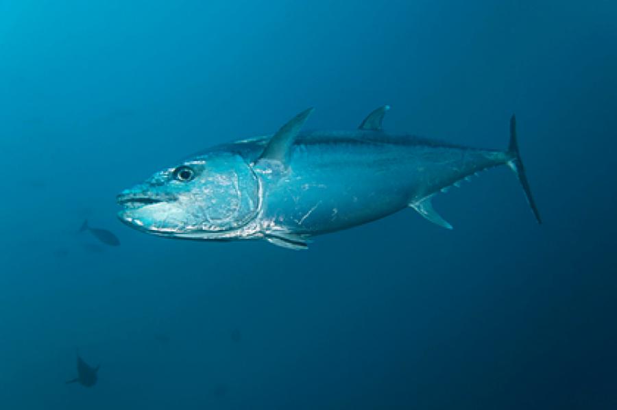 Четырехчасовая борьба рыбаков с тунцом закончилась победой акулы