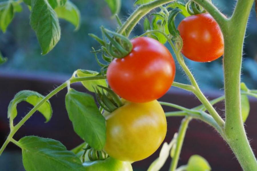 Названы мифы о выращивании томатов, в которые стоит перестать верить