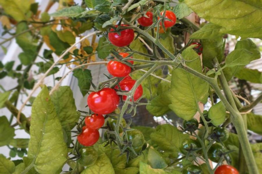 Народные умельцы поделились способами увеличения урожая томатов