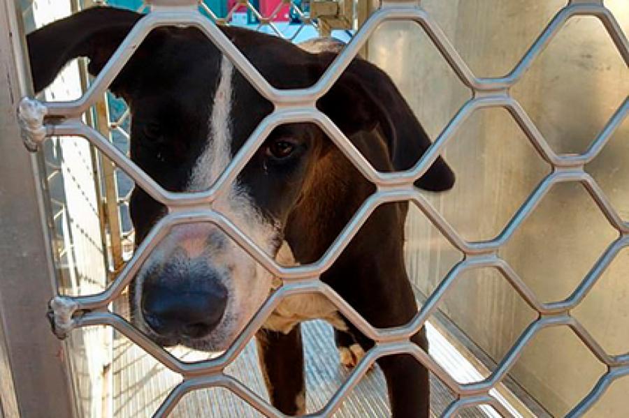 Хозяин потерял собаку на другом континенте и нашел ее через пять лет