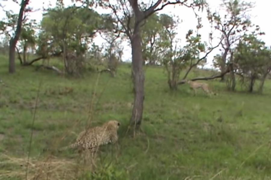 Леопард погнался за самым быстрым животным в мире и удивил туристов (+ВИДЕО)