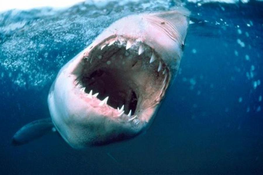 В Австралии - "эпидемия" нападения акул с летальным исходом
