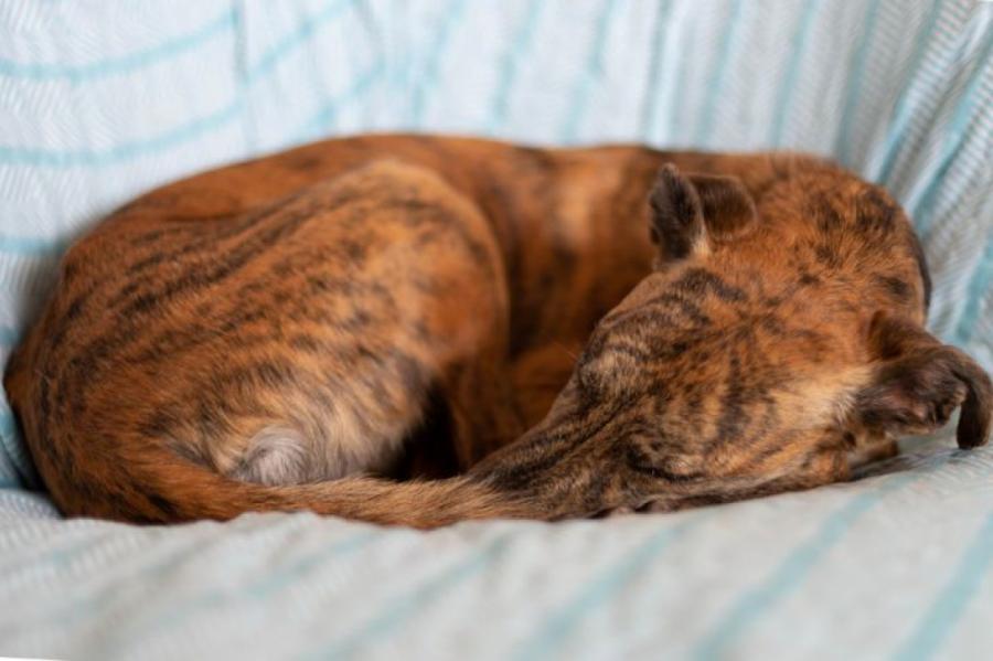 Как определить настроение собаки по позе, в которой она спит