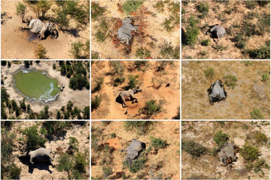 Названа предполагаемая причина загадочной гибели слонов в Африке