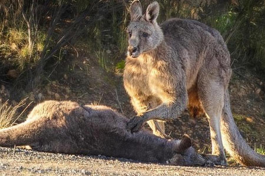 На фото попал убитый горем самец-кенгуру, потерявший свою семью