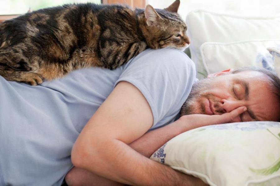 Почему кошки спят на человеке? 7 причин