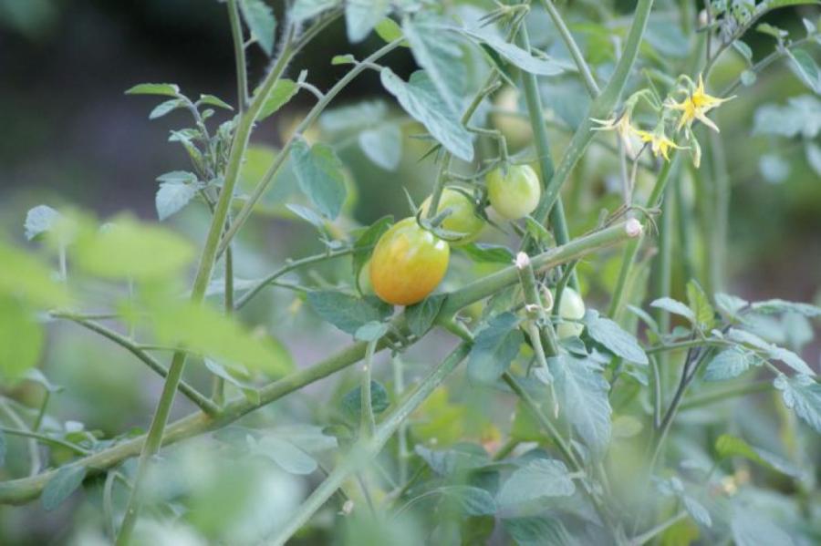 Как использовать томатную ботву: способы, которые удивят дачников