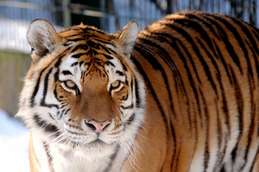 Куда из Рижского зоопарка пропали амурские тигры?