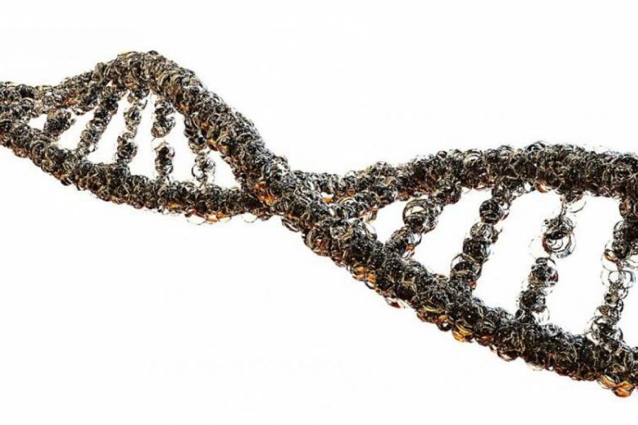Раскрыт секрет генетического бессмертия