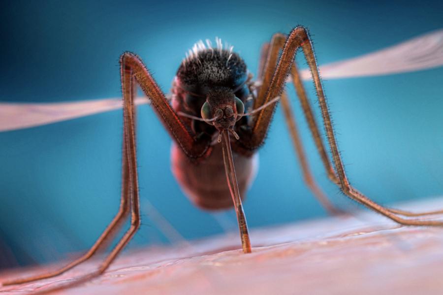 Комарам сменили пол, чтобы не кусались, — они разучились летать