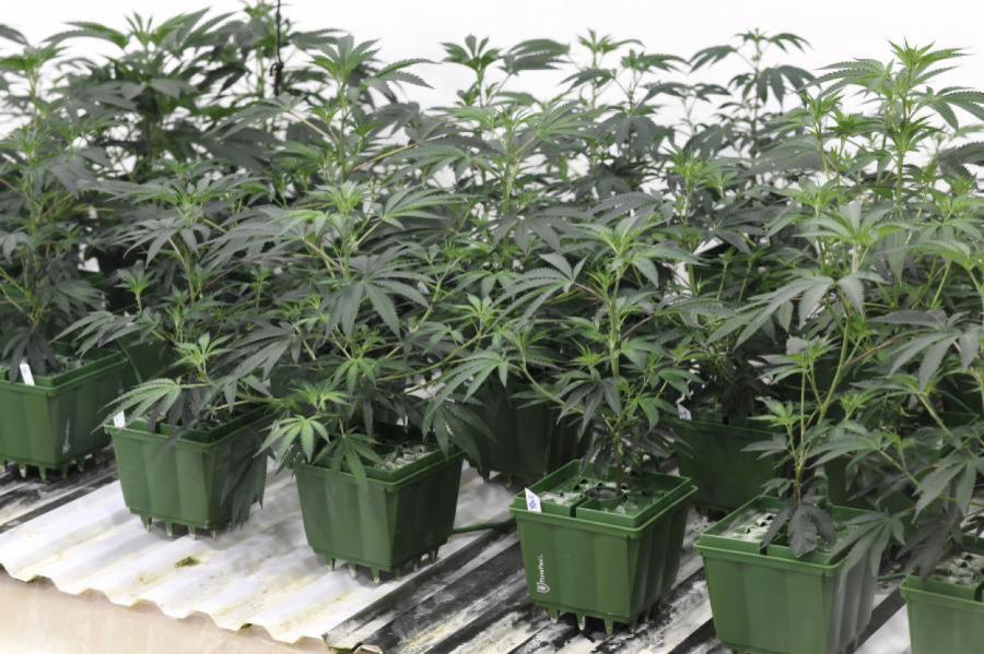 Госполиция ликвидировала ферму марихуаны в окрестностях Валки