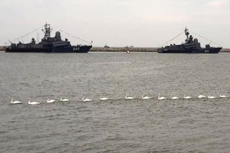 Лебеди в Балтийске устроили "военно-морской парад" (+ВИДЕО)