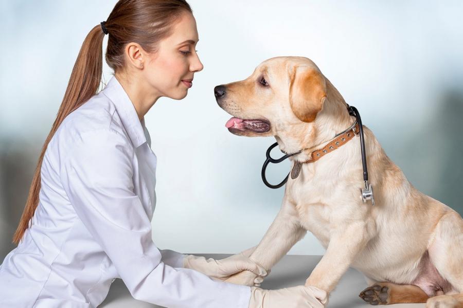 Какие болезни могут учуять собаки
