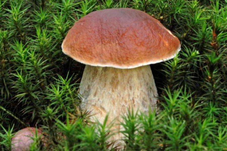 Эксклюзив! 10 лучших грибных мест в Латвии