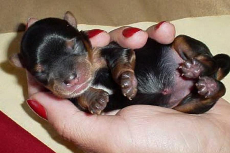 Можно ли кормить новорожденных щенков детской смесью?