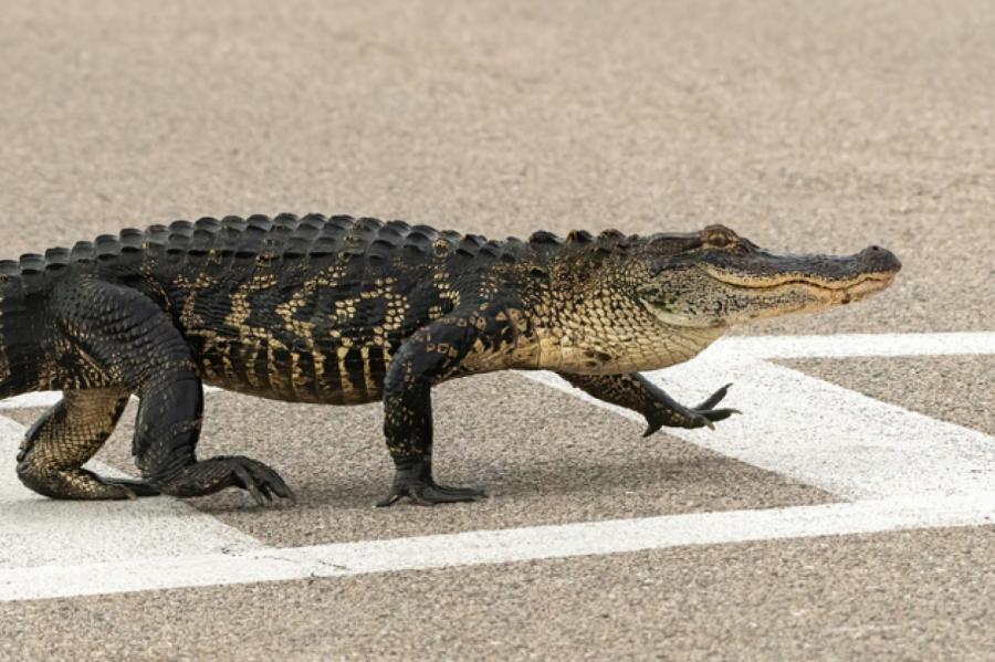 В США аллигаторы показали, как правильно переходить дорогу (+ВИДЕО)
