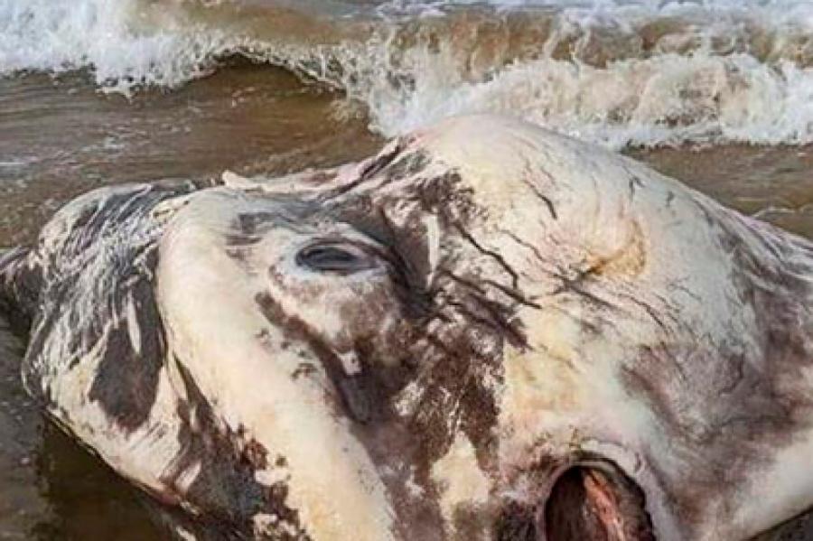 Туристы нашли на побережье «напоминавшую инопланетянина» редкую рыбу