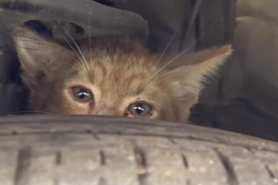 Чудесное спасение: котенок выжил, проехав в капоте автомобиля 150 километров