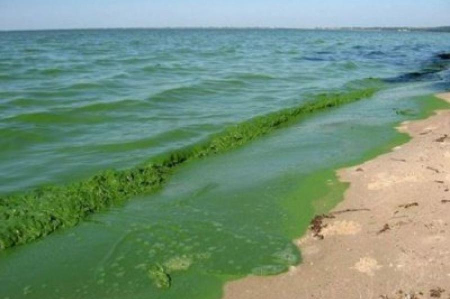 В местах для купания в Кекаве, возможно, размножаются сине-зеленые водоросли