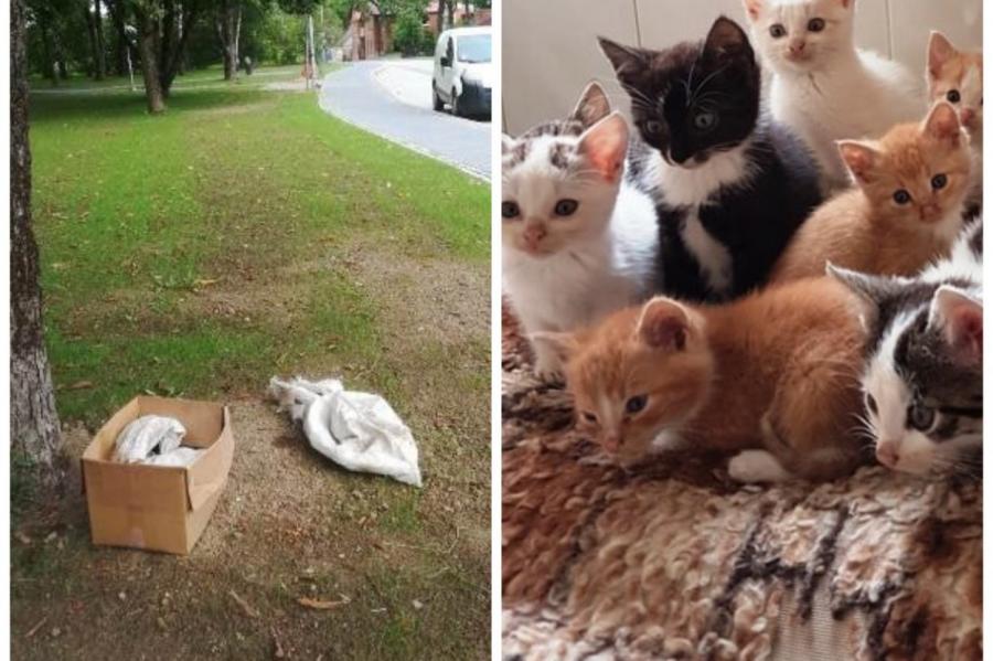 Пик жестокости! 11 котят в Салдусе завязали в мешки и оставили умирать