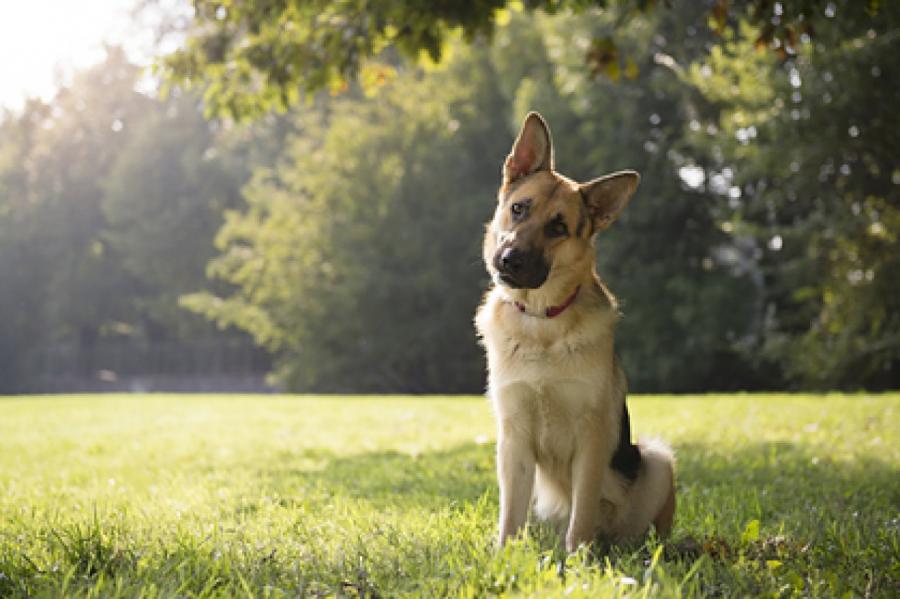 Умерла первая заразившаяся коронавирусом в США собака