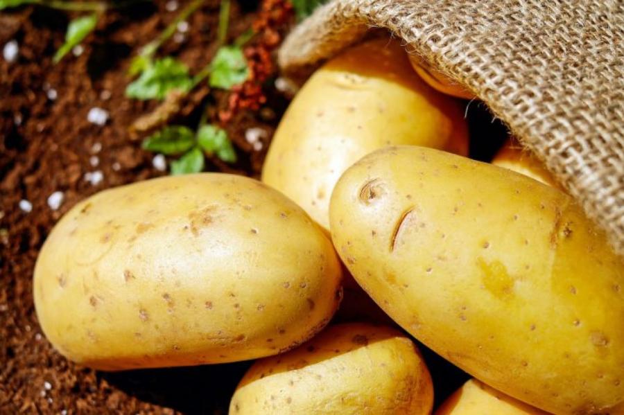 Выясняем ошибки при выращивании картофеля, которые допускает каждый второй